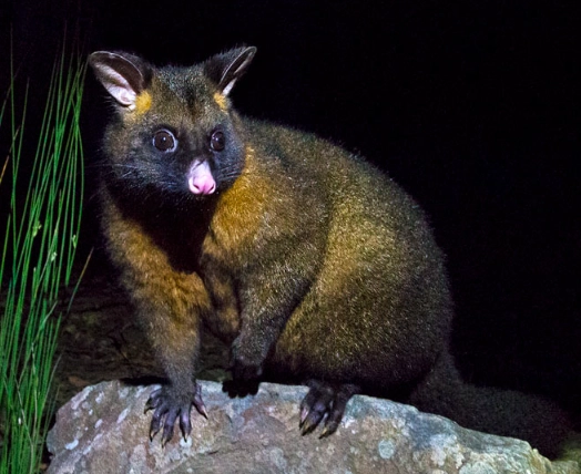 what does a brushtail possum sound like what does a brushtail possum sound like