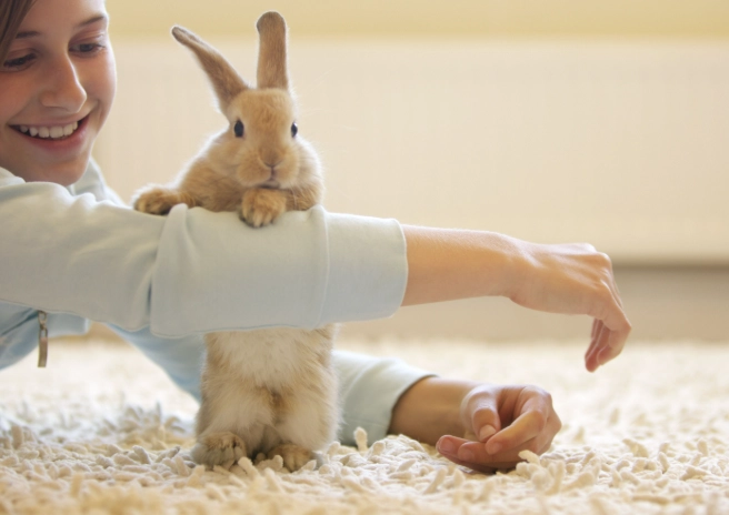 skin care for hairless rabbits