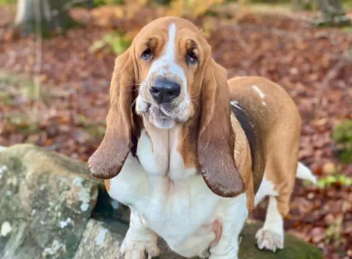 best hound for families best hound for families