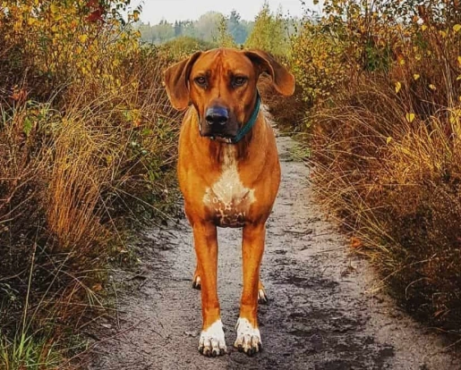 hound mix attention needs