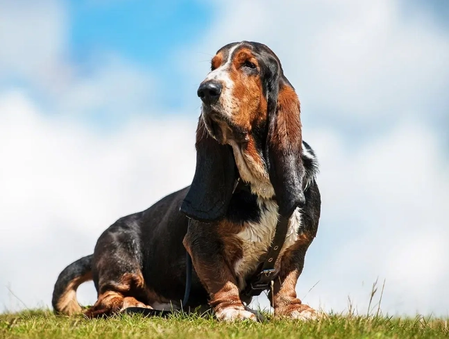 calmest hound dog calmest hound dog