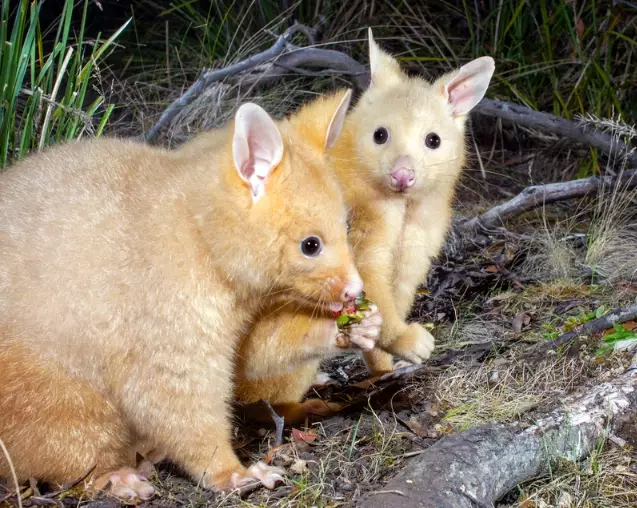 what does a brushtail possum sound like what does a brushtail possum sound like