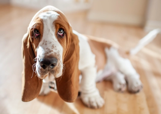 Basset Hound types
