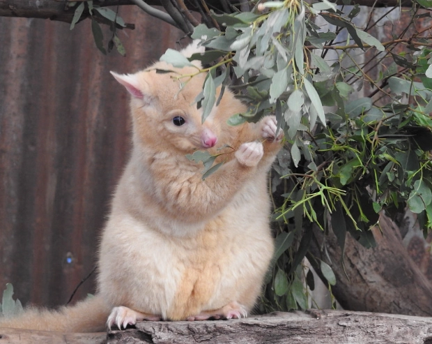 possum sounds identification possum sounds identification