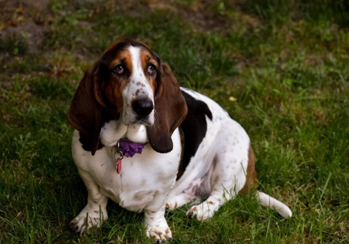 calmest hound dog calmest hound dog