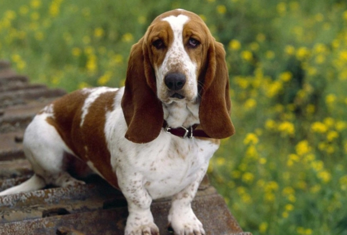 4 types of Basset Hounds