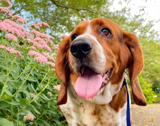 best hound for families best hound for families