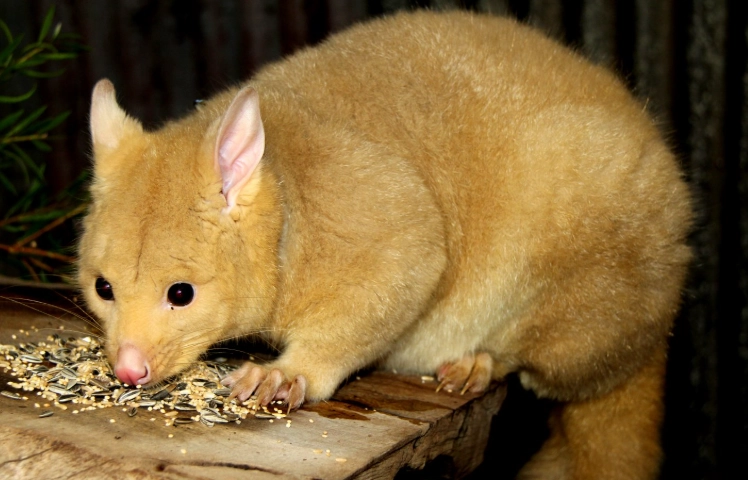 possum sounds identification possum sounds identification