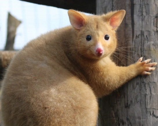 possum as pet