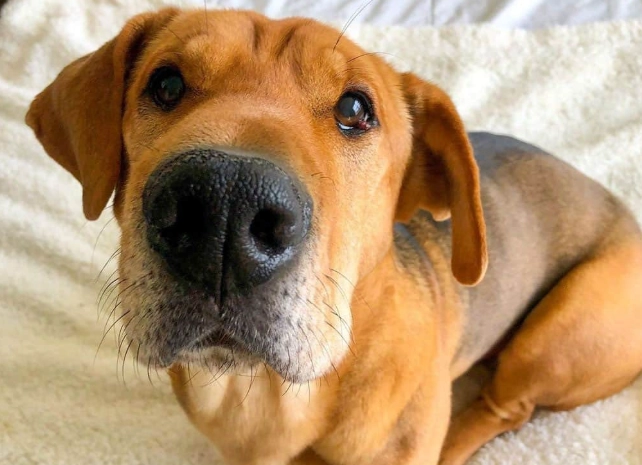 caring for a hound mix