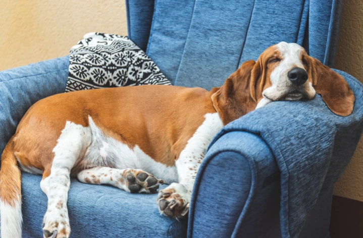 calmest hound dog calmest hound dog