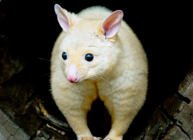 rare golden possum