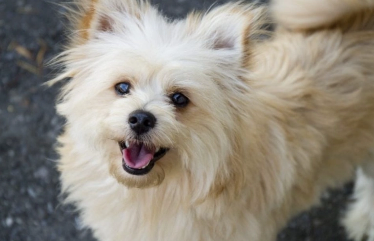 Poodle Pomeranian mix