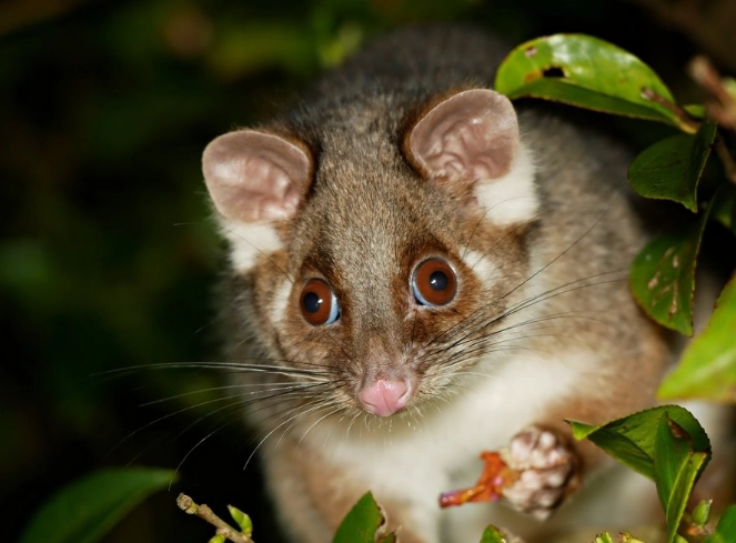 Common ringtail possum Common ringtail possum
