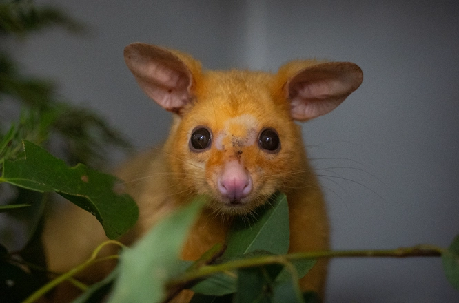 Golden brushtail possum