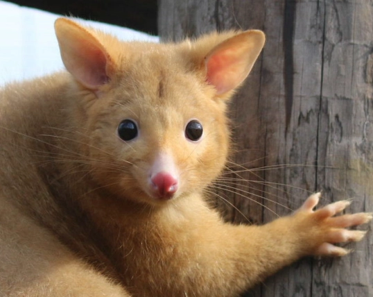 Golden brushtail possum