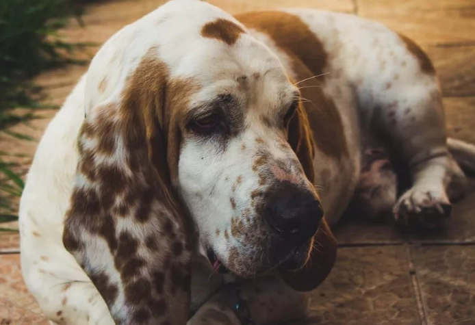 gentle hound breeds gentle hound breeds