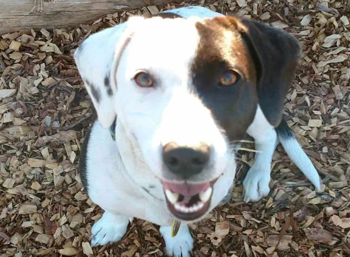 hound mix attention needs