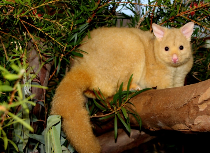 what does a brushtail possum sound like what does a brushtail possum sound like