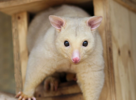 Golden brushtail possum