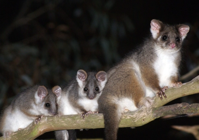 Common ringtail possum Common ringtail possum
