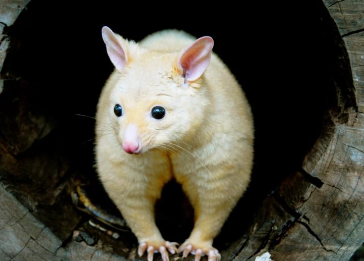 brushtail possum care