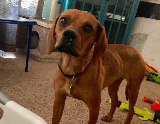 Do hound mixes need a lot of attention