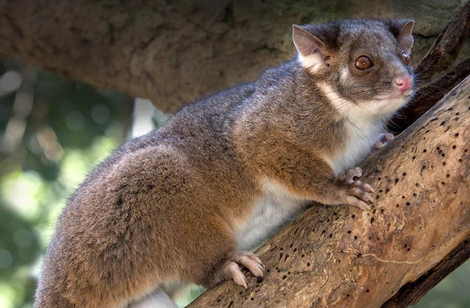 Ringtail possum care Ringtail possum care