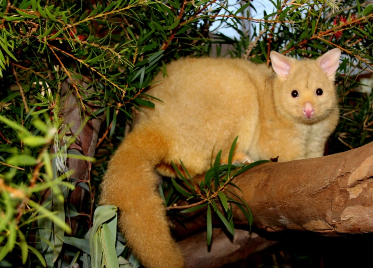 golden brushtail possum