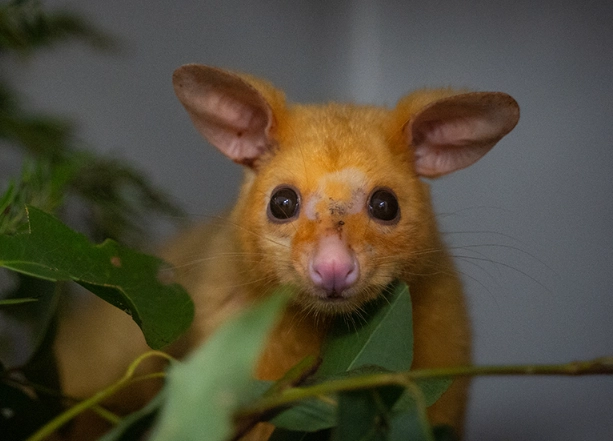 possum sounds identification possum sounds identification