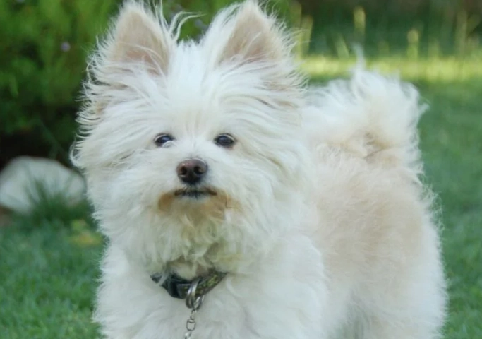Pomeranian Poodle mix