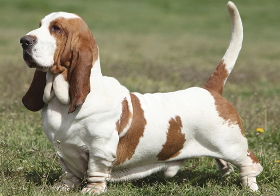 4 types of Basset Hounds