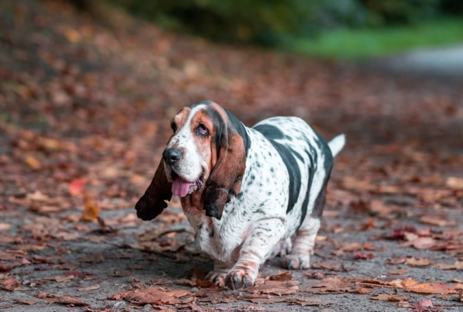 gentle hound breeds gentle hound breeds