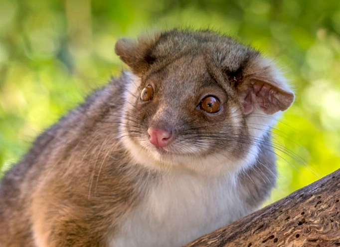 Common ringtail possum Common ringtail possum