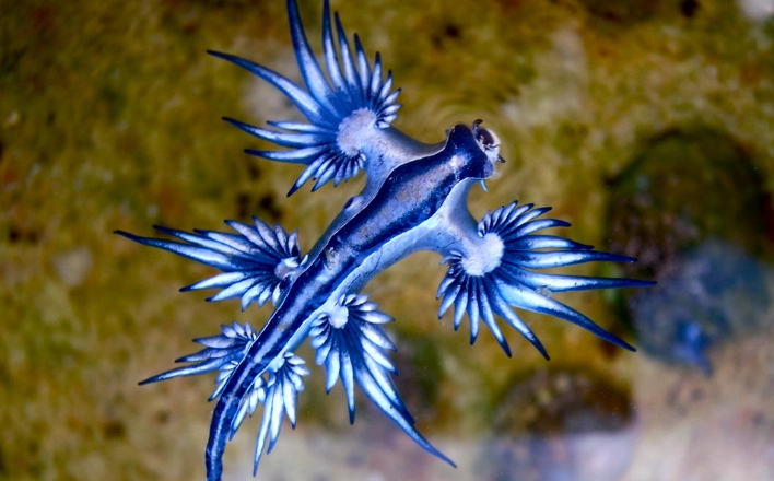 glaucus atlanticus sting glaucus atlanticus sting