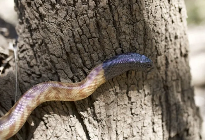 black headed python morphs black headed python morphs