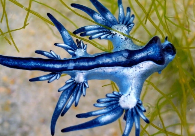 glaucus atlanticus glaucus atlanticus
