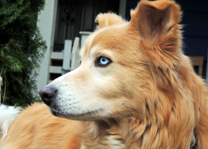 husky golden retriever mix