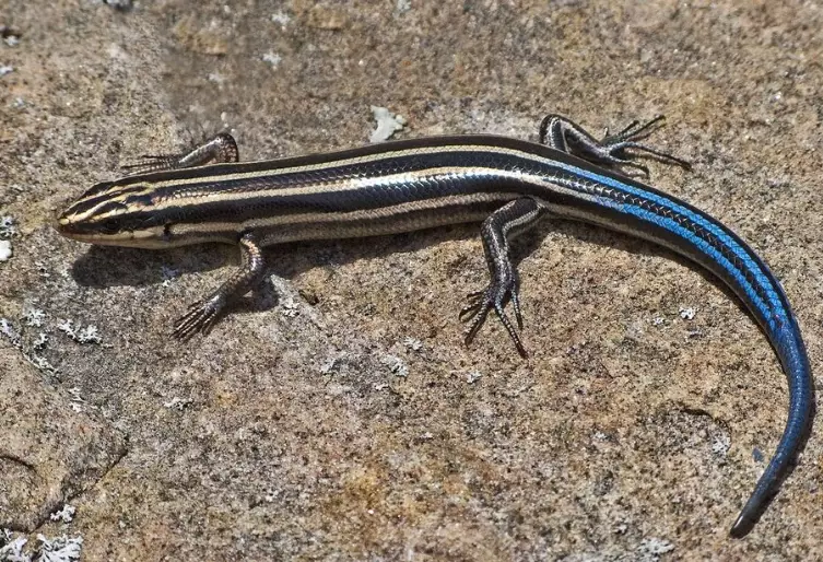 blue-tailed skink