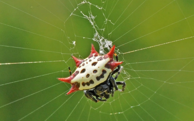 happy face spider happy face spider