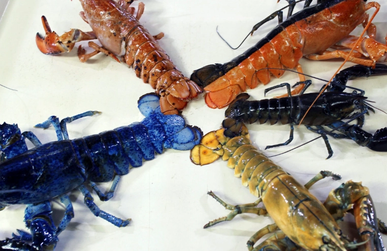 lobster colors explained lobster colors explained