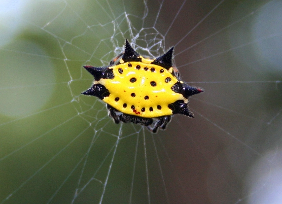smiley face spider smiley face spider