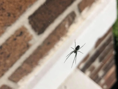 happy face spider happy face spider