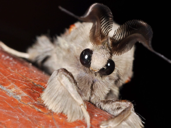 pet moth care pet moth care