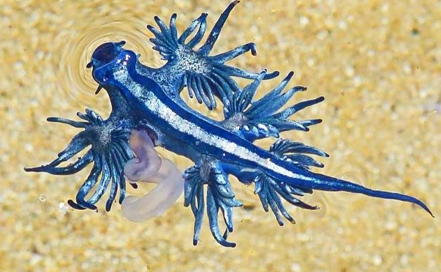 blue dragon sea slug blue dragon sea slug