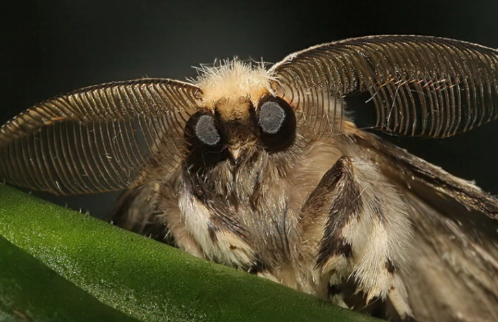 cute moth species cute moth species
