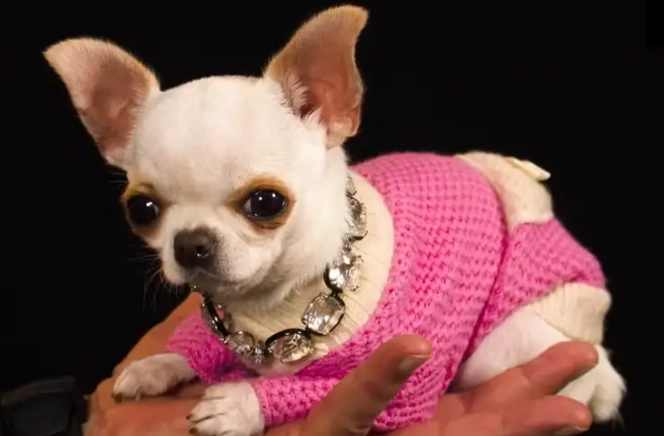 teacup dogs health problems teacup dogs health problems