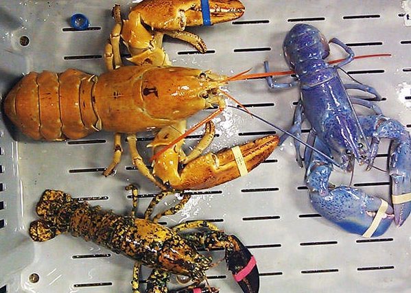 lobster colors explained lobster colors explained