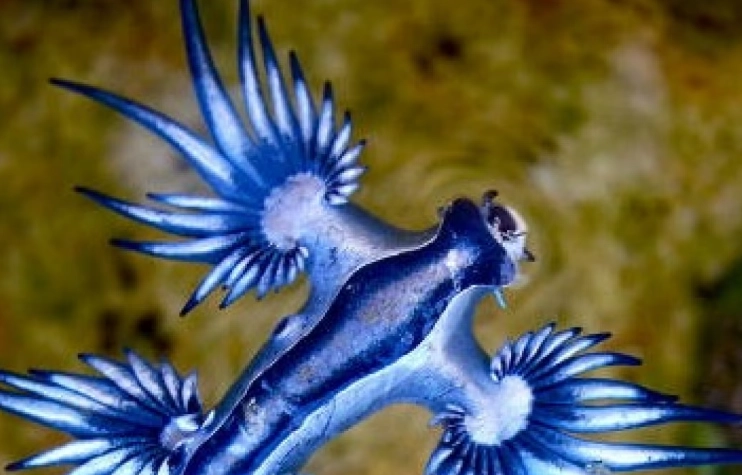 blue dragon sea slug blue dragon sea slug
