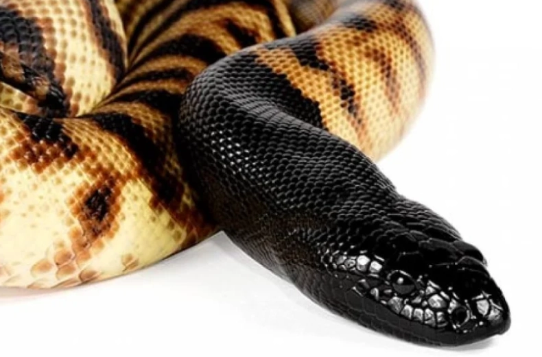 black headed python care black headed python care